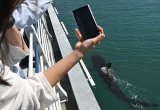Seekor Hiu Tersesat Jadi Fenomena Viral di Korea Selatan