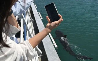 Seekor Hiu Tersesat Jadi Fenomena Viral di Korea Selatan