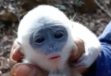 Bayi Surili Baru Lahir Selamat dari Karhutla Gunung Ciremai