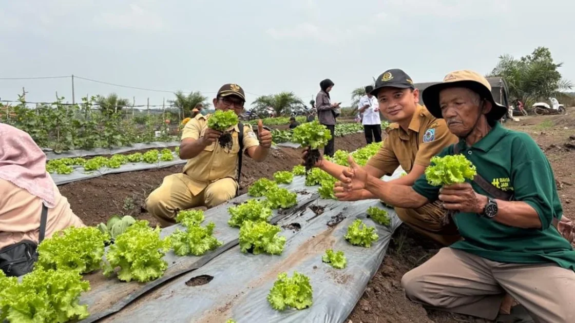 Petani Bangka Selatan Jajaki Peluang Pasok Sayur ke SPPG