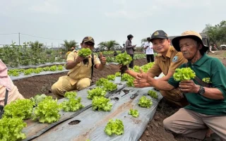 Petani Bangka Selatan Jajaki Peluang Pasok Sayur ke SPPG