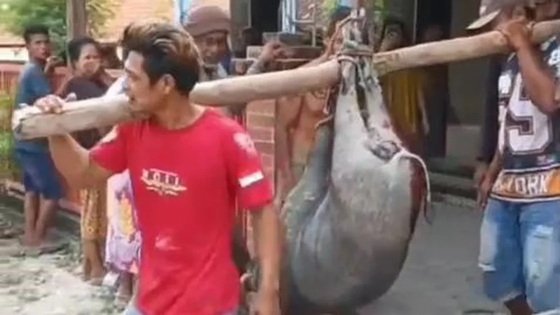 Babi Masuk Masjid di Blora Ditembak Mati Warga