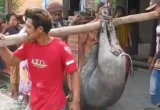 Babi Masuk Masjid di Blora Ditembak Mati Warga