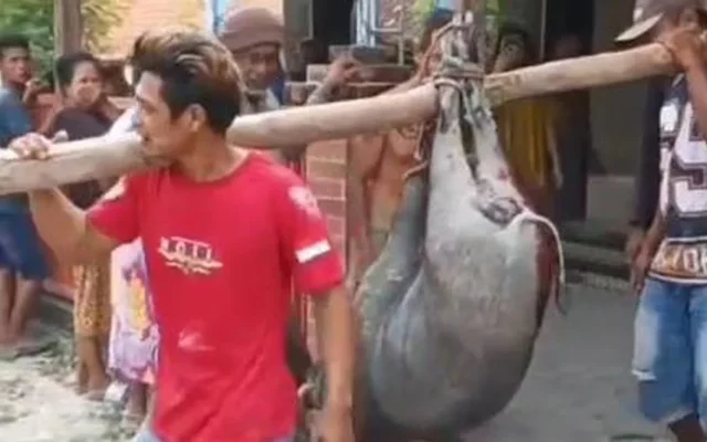 Babi Masuk Masjid di Blora Ditembak Mati Warga