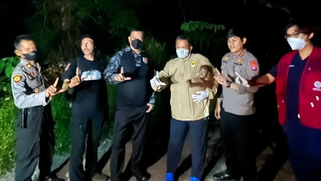 Polri Selamatkan Induk dan Bayi Orang Utan di Kotim
