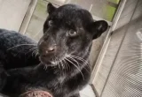 Aksi Berani Mbah Sugini Usir Macan Kumbang Pakai Sandal