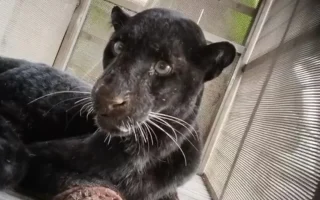 Aksi Berani Mbah Sugini Usir Macan Kumbang Pakai Sandal