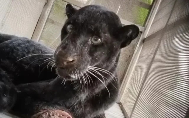 Aksi Berani Mbah Sugini Usir Macan Kumbang Pakai Sandal
