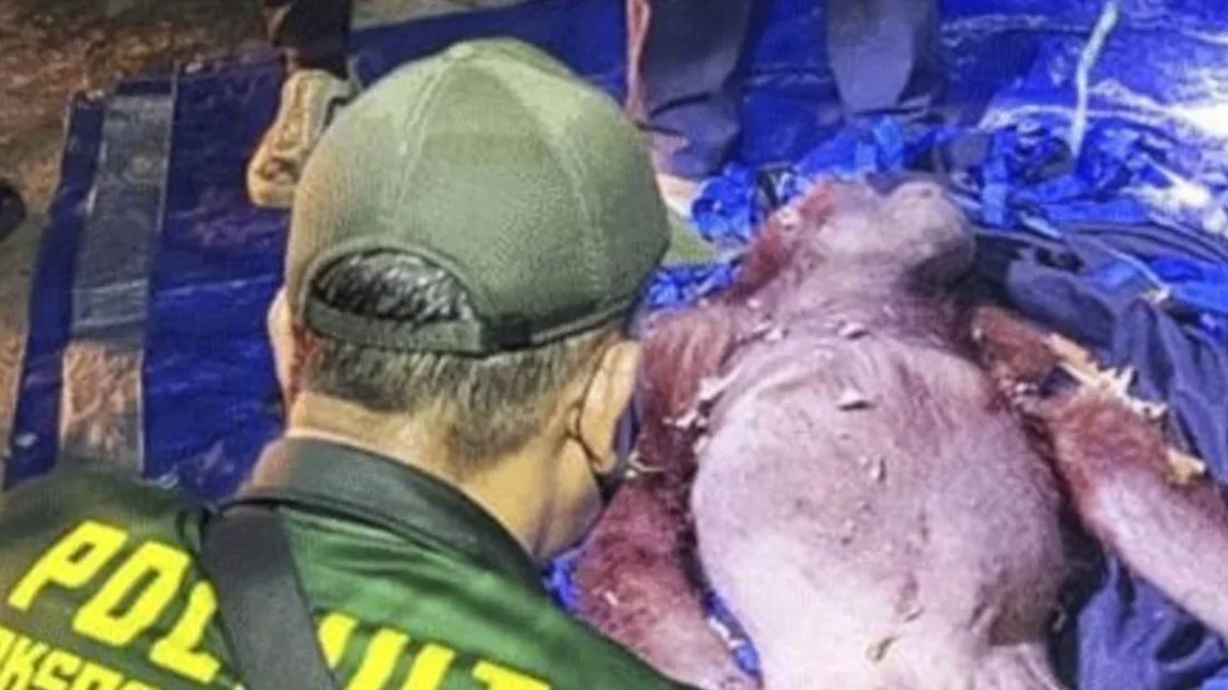 Induk dan Bayi Orang Utan Dievakuasi dari Karhutla Kalteng