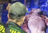 Induk dan Bayi Orang Utan Dievakuasi dari Karhutla Kalteng