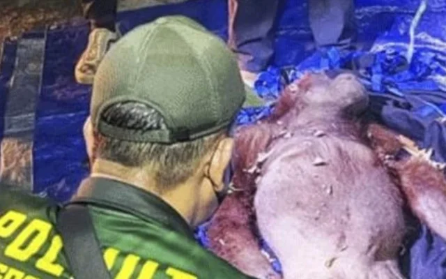 Induk dan Bayi Orang Utan Dievakuasi dari Karhutla Kalteng