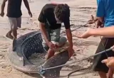 Hiu Paus Terdampar di Sikka NTT Dipotong dan Dibagikan Warga