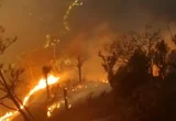 Karhutla Jatim Seluas 7.363 Hektare, Dominasi Konservasi