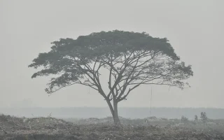 Karhutla di Jambi Membaik, Titik Panas Nihil Terdeteksi
