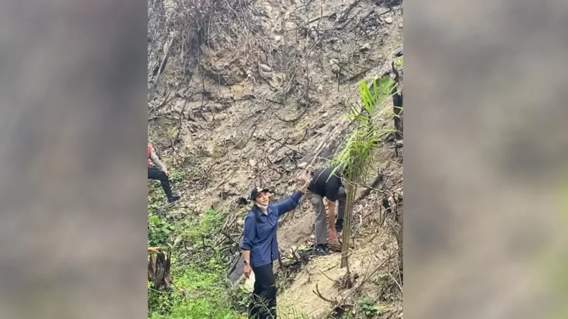 Lahan Bekas Karhutla di Dharmasraya Ditanami Sawit