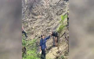 Lahan Bekas Karhutla di Dharmasraya Ditanami Sawit