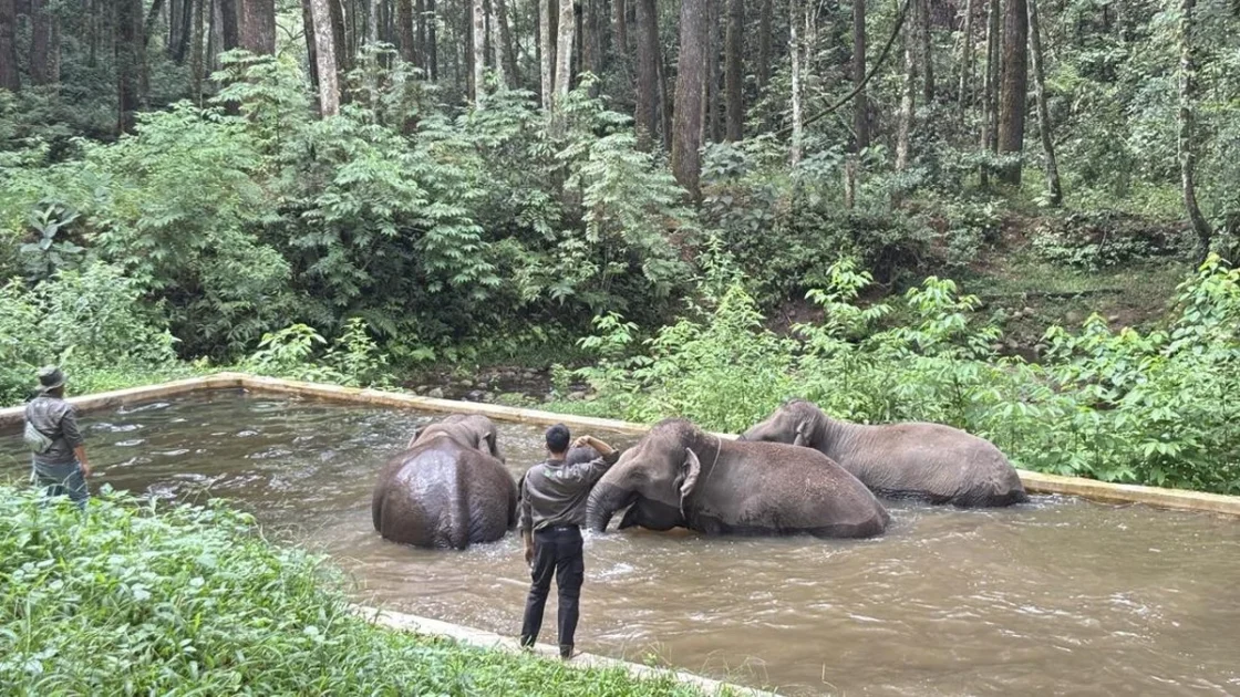 Perjalanan Aek Nauli Merawat Tujuh Gajah Sumatra