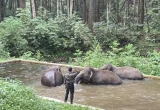 Perjalanan Aek Nauli Merawat Tujuh Gajah Sumatra