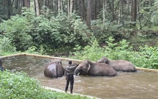 Perjalanan Aek Nauli Merawat Tujuh Gajah Sumatra