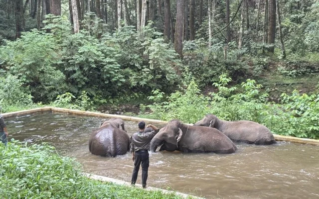 Perjalanan Aek Nauli Merawat Tujuh Gajah Sumatra