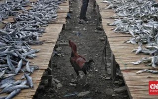 BPOM: Ikan Asin Disemprot Pestisida Berbahaya bagi Kesehatan