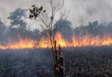 DPRD Sumsel Dorong Polda Tindak 20 Korporasi Karhutla