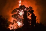 Karhutla di Taman Nasional Berbak Sembilang Jambi Meluas