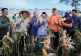 Pemkot Pekanbaru Jadikan Panen Jagung Pesantren Percontohan