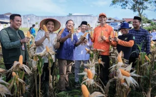 Pemkot Pekanbaru Jadikan Panen Jagung Pesantren Percontohan