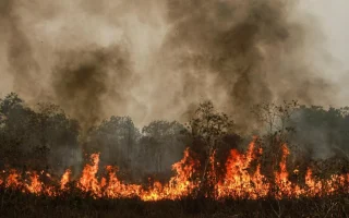 Pemerintah Bekukan Izin 6 Perusahaan Penyebab Karhutla