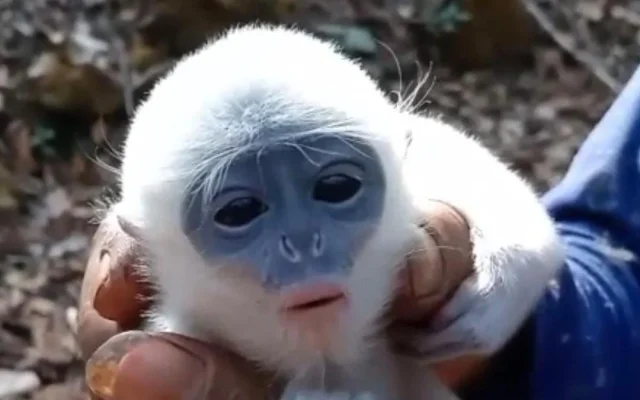 Petani Selamatkan Bayi Surili di Karhutla Gunung Ciremai