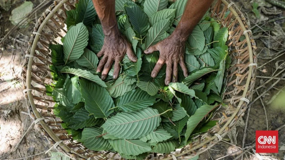 Pemerintah Segera Lakukan Hilirisasi Kratom dan Kemenyan