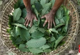 Pemerintah Segera Lakukan Hilirisasi Kratom dan Kemenyan