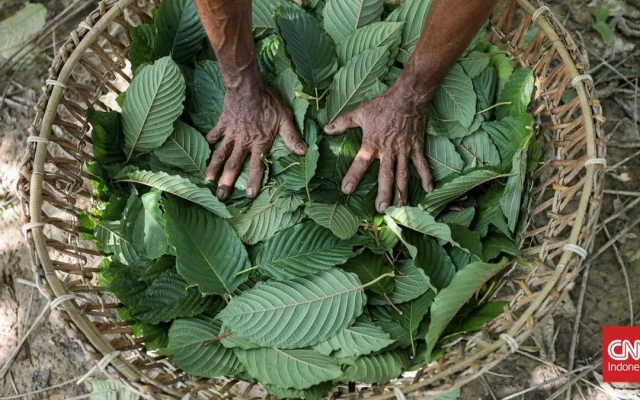 Pemerintah Segera Lakukan Hilirisasi Kratom dan Kemenyan
