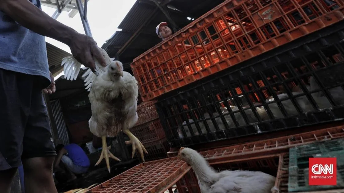 Cuaca Ekstrem Surabaya, Ayam-ayam Mati Kepanasan di Truk
