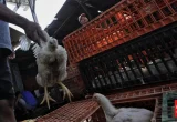Cuaca Ekstrem Surabaya, Ayam-ayam Mati Kepanasan di Truk