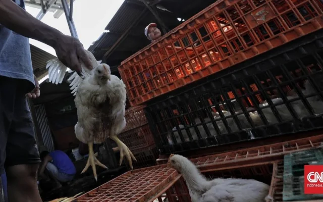 Cuaca Ekstrem Surabaya, Ayam-ayam Mati Kepanasan di Truk