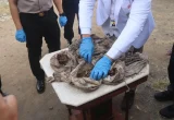 Polisi Selidiki Temuan Puluhan ‘Pocong’ Berisi Tulang di Magelang