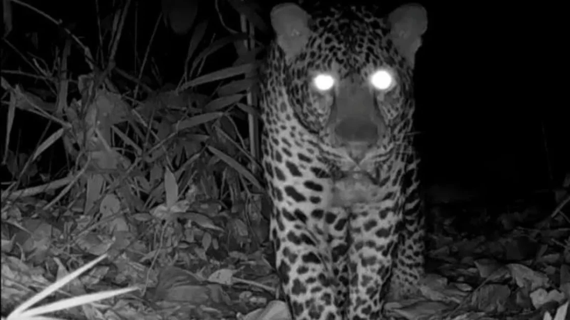 Macan Tutul Jawa Terekam Kamera di Nusakambangan