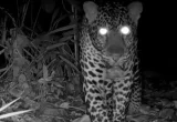 Macan Tutul Jawa Terekam Kamera di Nusakambangan