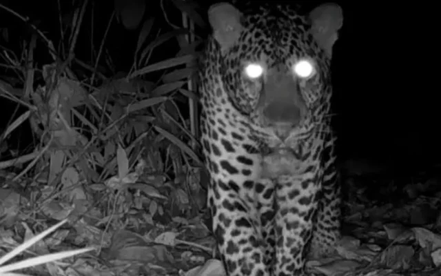 Macan Tutul Jawa Terekam Kamera di Nusakambangan