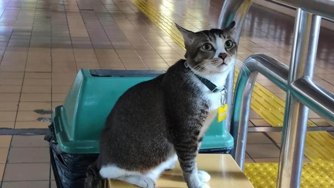 Kenalan dengan Sopian, Kucing Viral di Stasiun Gondangdia