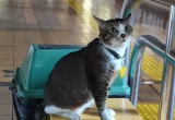 Kenalan dengan Sopian, Kucing Viral di Stasiun Gondangdia