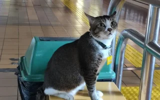 Kenalan dengan Sopian, Kucing Viral di Stasiun Gondangdia