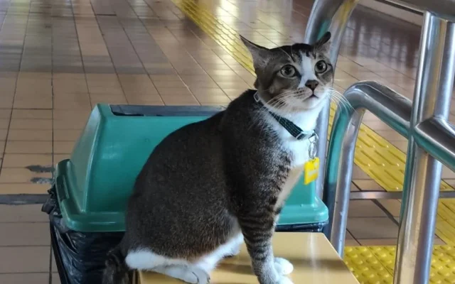 Kenalan dengan Sopian, Kucing Viral di Stasiun Gondangdia