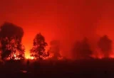 Karhutla Kepung Jalur Gajah dan Rusa Way Kambas Lampung