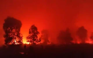 Karhutla Kepung Jalur Gajah dan Rusa Way Kambas Lampung