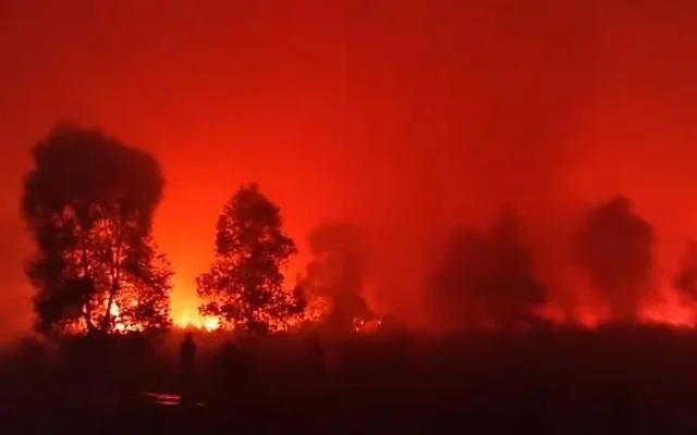 Karhutla Kepung Jalur Gajah dan Rusa Way Kambas Lampung