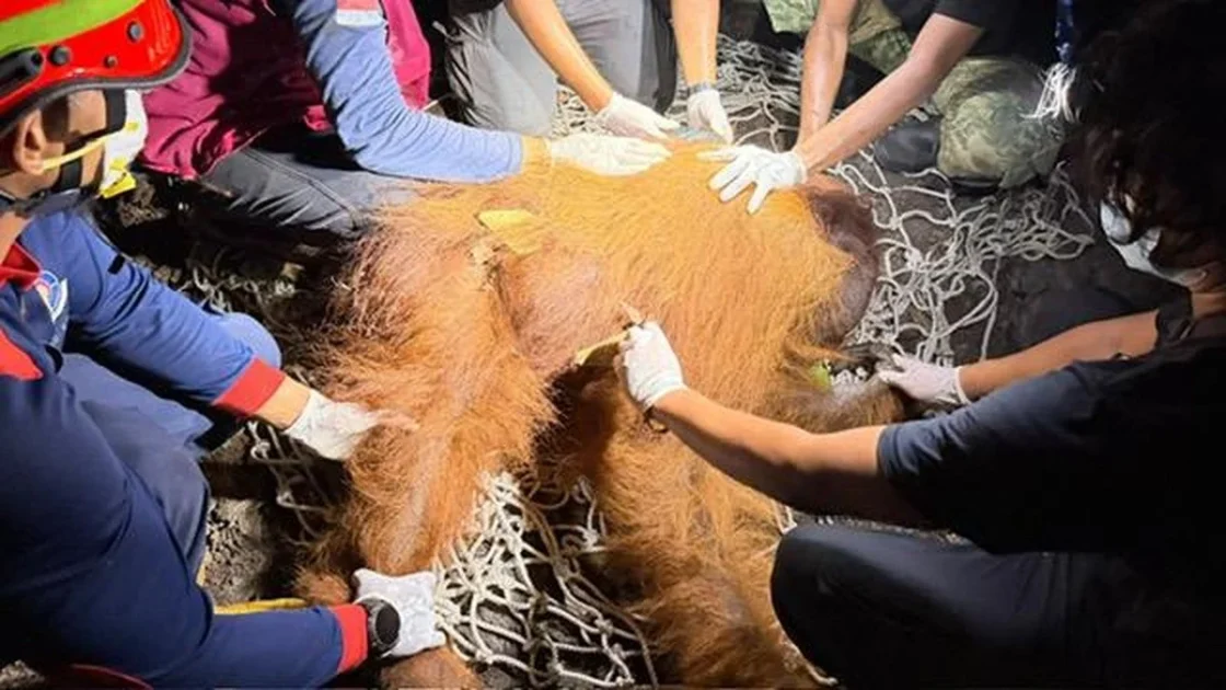Orang Utan Ditemukan di Kobar Kalteng, Alami Hernia