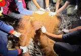 Orang Utan Ditemukan di Kobar Kalteng, Alami Hernia